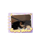 畜産農家スタンプ動画（個別スタンプ：15）