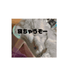 きなこの不可欠スタンプ⑥（個別スタンプ：1）