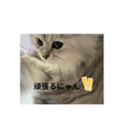 きなこの不可欠スタンプ⑥（個別スタンプ：2）