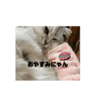 きなこの不可欠スタンプ⑥（個別スタンプ：6）