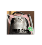きなこの不可欠スタンプ⑥（個別スタンプ：8）