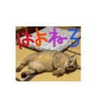 お酒とネコ好きな日常会話58（個別スタンプ：16）