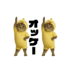お猫様の動くスタンプ4（個別スタンプ：1）
