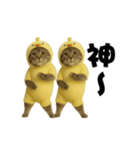 お猫様の動くスタンプ4（個別スタンプ：2）