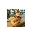 小花達の日常会話スタンプ3（日本語）（個別スタンプ：2）