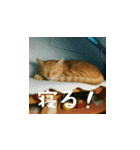 小花達の日常会話スタンプ3（日本語）（個別スタンプ：7）