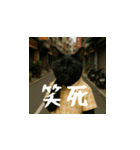 小花達の日常会話スタンプ3（日本語）（個別スタンプ：12）