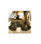 小花達の日常会話スタンプ3（日本語）（個別スタンプ：18）