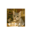 小花達の日常会話スタンプ3（日本語）（個別スタンプ：20）