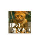 小花達の日常会話スタンプ3（日本語）（個別スタンプ：24）