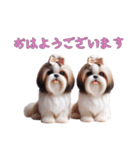 ほっこりシーズーの日常（個別スタンプ：4）