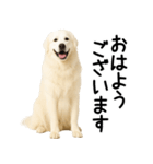 グレートピレニーズ★毎日使える敬語（個別スタンプ：1）