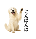 グレートピレニーズ★毎日使える敬語（個別スタンプ：3）