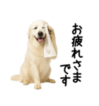 グレートピレニーズ★毎日使える敬語（個別スタンプ：4）