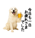 グレートピレニーズ★毎日使える敬語（個別スタンプ：5）
