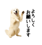 グレートピレニーズ★毎日使える敬語（個別スタンプ：6）