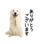 グレートピレニーズ★毎日使える敬語（個別スタンプ：7）
