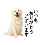グレートピレニーズ★毎日使える敬語（個別スタンプ：8）