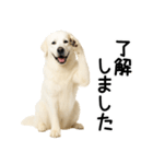 グレートピレニーズ★毎日使える敬語（個別スタンプ：10）