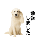 グレートピレニーズ★毎日使える敬語（個別スタンプ：11）