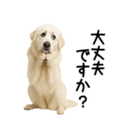グレートピレニーズ★毎日使える敬語（個別スタンプ：12）
