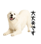 グレートピレニーズ★毎日使える敬語（個別スタンプ：13）