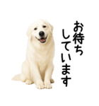 グレートピレニーズ★毎日使える敬語（個別スタンプ：15）