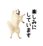 グレートピレニーズ★毎日使える敬語（個別スタンプ：16）