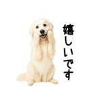 グレートピレニーズ★毎日使える敬語（個別スタンプ：17）