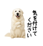 グレートピレニーズ★毎日使える敬語（個別スタンプ：18）