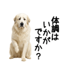 グレートピレニーズ★毎日使える敬語（個別スタンプ：19）
