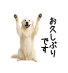 グレートピレニーズ★毎日使える敬語（個別スタンプ：21）