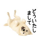 グレートピレニーズ★毎日使える敬語（個別スタンプ：22）
