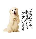 グレートピレニーズ★毎日使える敬語（個別スタンプ：23）