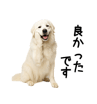 グレートピレニーズ★毎日使える敬語（個別スタンプ：26）
