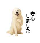 グレートピレニーズ★毎日使える敬語（個別スタンプ：27）