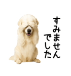 グレートピレニーズ★毎日使える敬語（個別スタンプ：29）