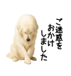 グレートピレニーズ★毎日使える敬語（個別スタンプ：30）