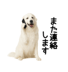 グレートピレニーズ★毎日使える敬語（個別スタンプ：31）