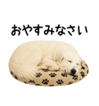 グレートピレニーズ★毎日使える敬語（個別スタンプ：32）