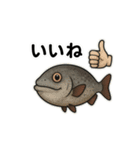 【毎日使える】深海魚スタンプ（個別スタンプ：7）