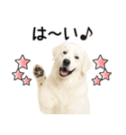 グレートピレニーズ★即返信スタンプ（個別スタンプ：2）