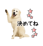 グレートピレニーズ★即返信スタンプ（個別スタンプ：4）