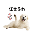 グレートピレニーズ★即返信スタンプ（個別スタンプ：5）