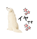 グレートピレニーズ★即返信スタンプ（個別スタンプ：8）