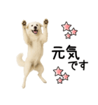 グレートピレニーズ★即返信スタンプ（個別スタンプ：10）