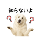 グレートピレニーズ★即返信スタンプ（個別スタンプ：11）