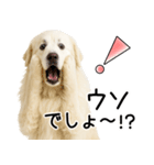 グレートピレニーズ★即返信スタンプ（個別スタンプ：13）