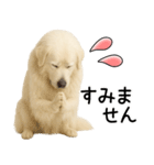 グレートピレニーズ★即返信スタンプ（個別スタンプ：16）