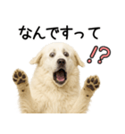 グレートピレニーズ★即返信スタンプ（個別スタンプ：18）